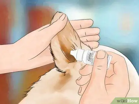 Image titled Prevent Canine Ear Mites Step 10