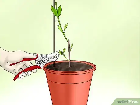 Image titled Plant Confederate Jasmine Step 31