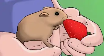 Have a Good Time With Your Hamster