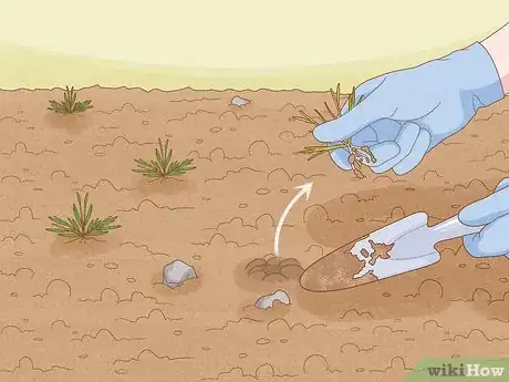 Image titled Grow Stock Flowers Step 4