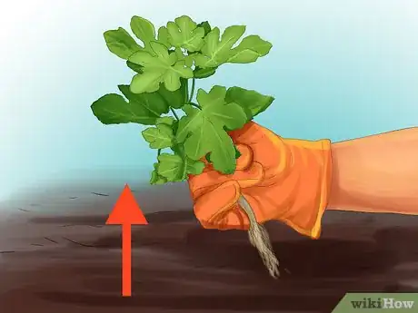 Image titled Give Cat Grass to a Cat Step 12