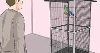Recognize Stress in Your Pet Parrot