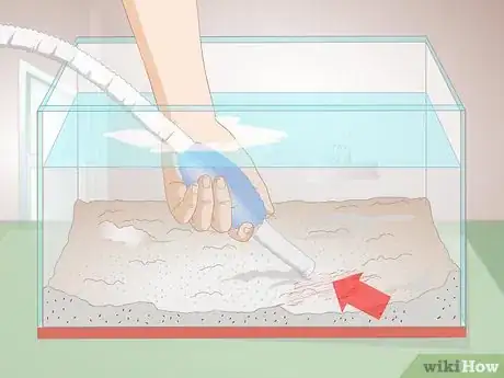 Image titled Cure Red Slime Algae in Marine Aquariums Step 2