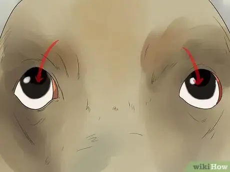 Image titled Diagnose Glaucoma in Poodles Step 5