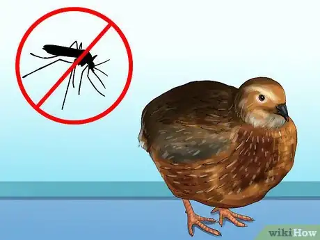 Image titled Treat Avian Pox in Button Quail Step 7