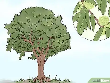Image titled Pick Good Chestnuts Step 8