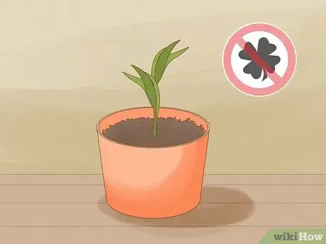 Image titled Force Bulbs Indoors Step 8