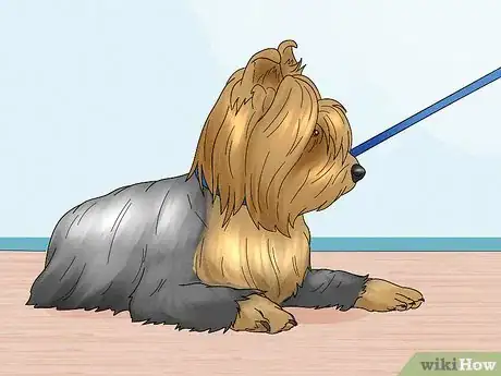 Image titled Identify a Silky Terrier Step 14