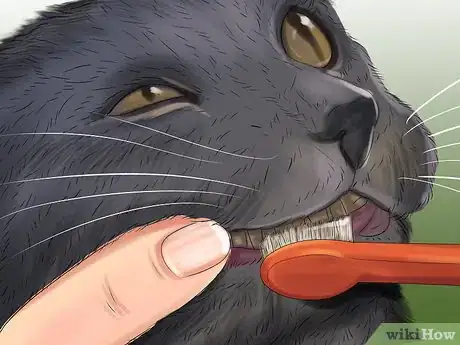 Image titled Take Care of a Selkirk Rex Step 4