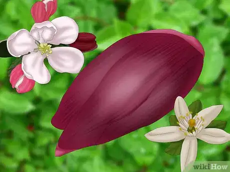 Image titled Choose Edible Flowers Step 1