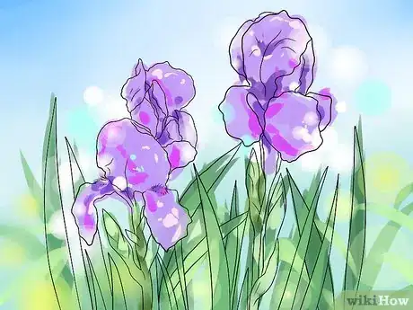 Image titled Get Irises to Bloom Step 8