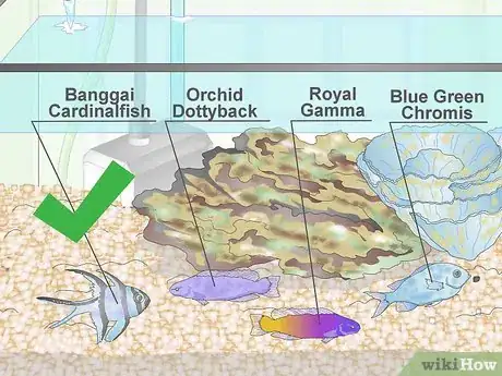 Image titled Start a Saltwater Reef Tank Step 23