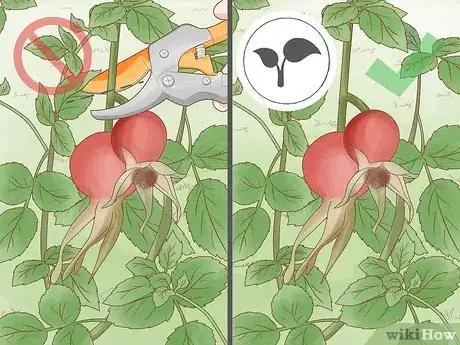 Image titled Breed Purple Roses Step 8