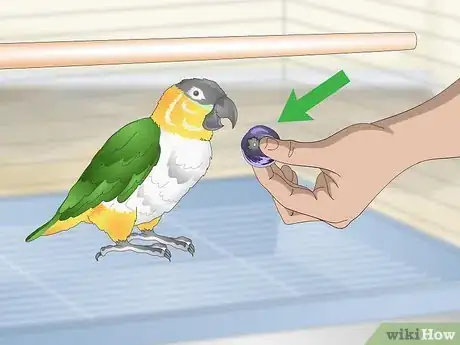 Image titled Handle Your Caique Parrot Step 2