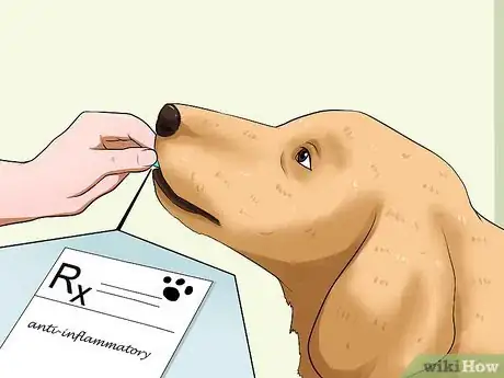 Image titled Diagnose Canine Allergies Step 12