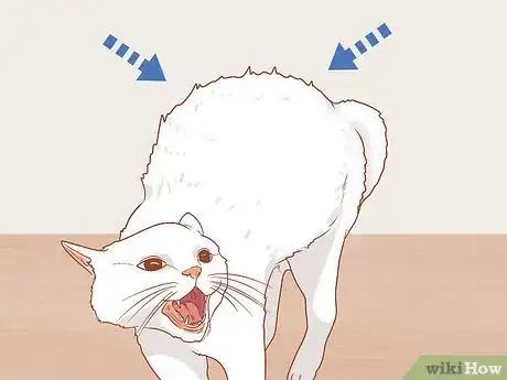 Image titled Figure Out if Your Cat Is Angry Step 5