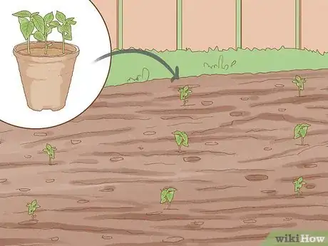 Image titled Grow Sweet Peppers Step 8