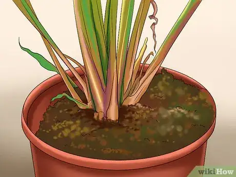 Image titled Grow Ginger in Your Garden Step 4