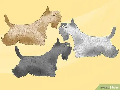 Image titled Identify a Scottish Terrier Step 10