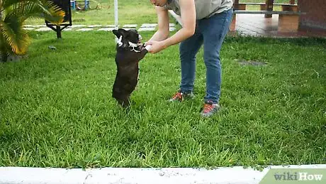 Image titled Make a Dog Stand Up Step 4