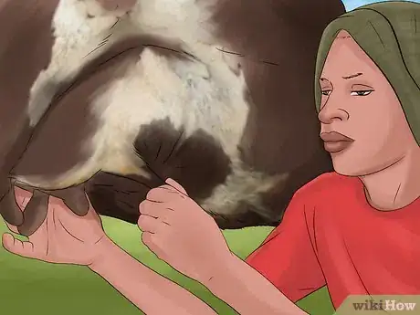 Image titled Breed Dairy Cattle Step 1