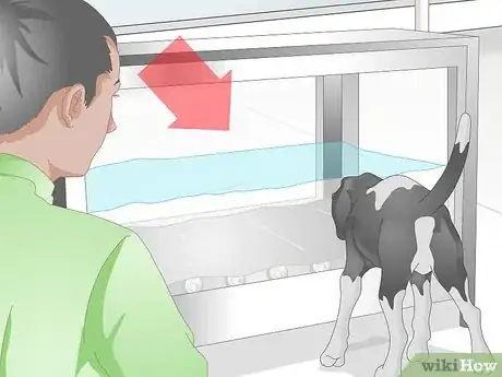 Image titled Rehabilitate Orthopedic Injuries in Dogs Step 9