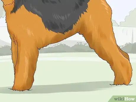 Image titled Identify an Airedale Terrier Step 6