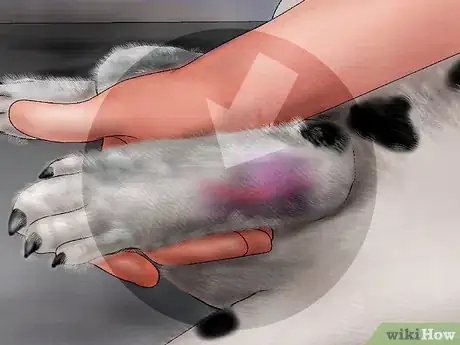 Image titled Splint a Dog's Leg Step 9