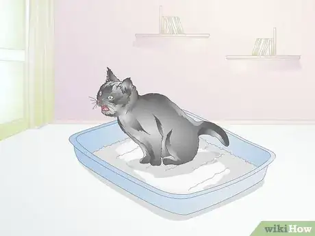 Image titled Diagnose Urinary Tract Disease in Cats Step 2