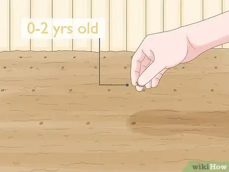 Image titled Grow Maca Step 3