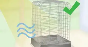 Clean and Maintain a Lovebird Habitat