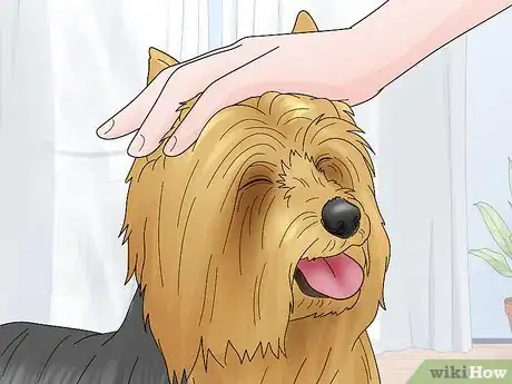 Image titled Identify a Silky Terrier Step 12