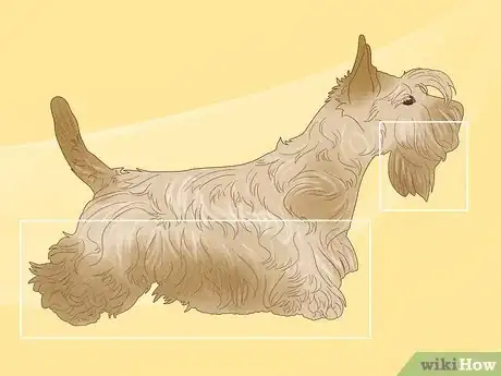 Image titled Identify a Scottish Terrier Step 11