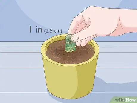 Image titled Propagate from Cane Cuttings Step 5