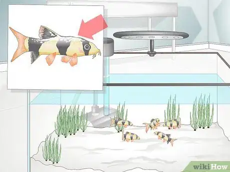 Image titled Take Care of Botia Fish Step 1
