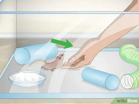 Image titled Exercise Your Gerbil Step 10
