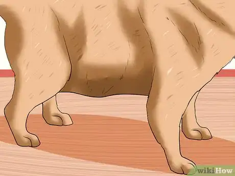 Image titled Treat Ascarids in Dogs Step 1
