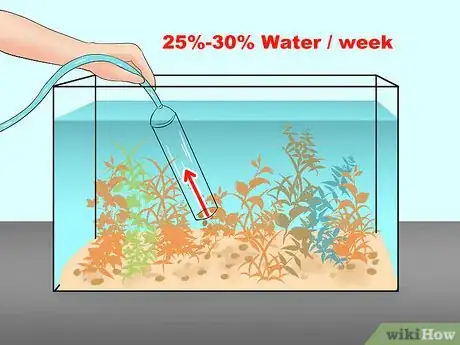 Image titled Take Care of a Siamese Fighting Fish Step 8