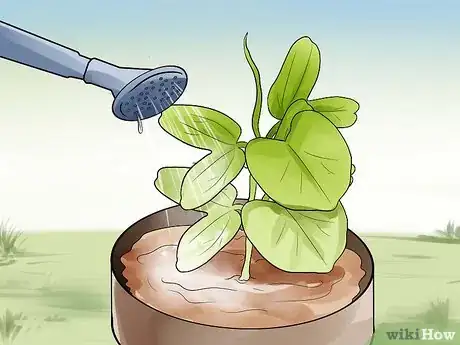 Image titled Grow Morning Glories Step 11