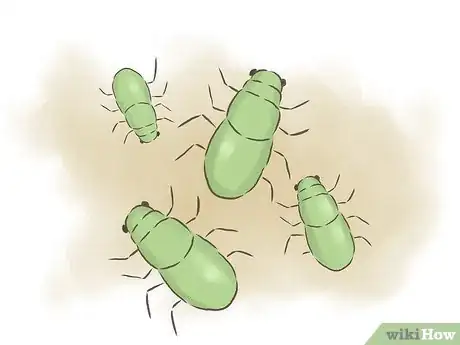 Image titled Grow Passion Fruit Step 20