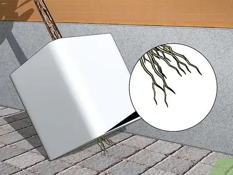 Image titled Care for a Fiddle Leaf Fig Step 11