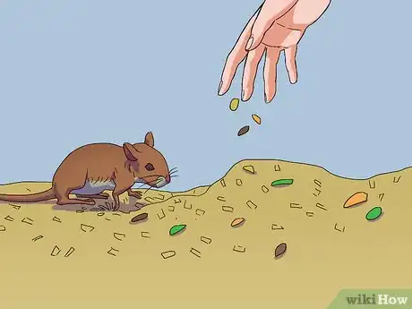 Image titled Feed a Gerbil Step 2