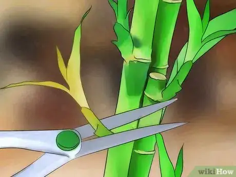 Image titled Take Care of Lucky Bamboo Step 10
