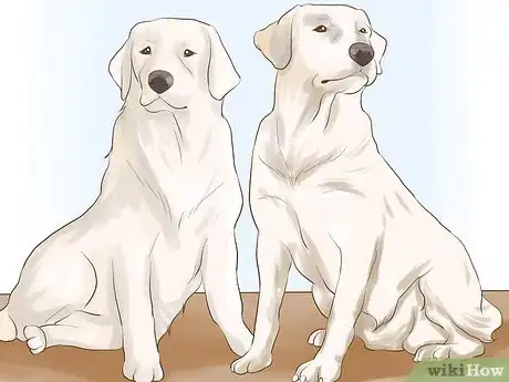 Image titled Adopt Multiple Dogs at One Time Step 6