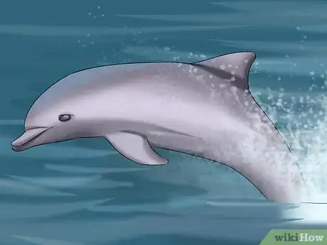 Image titled Identify a New Zealand Dolphin Step 14