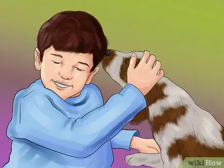 Image titled Identify a Welsh Springer Spaniel Step 8