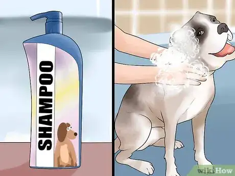 Image titled Groom a Short Haired Dog Step 8