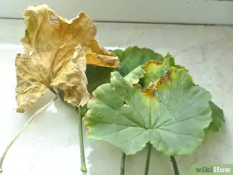 Image titled Grow Geraniums Indoors Step 8