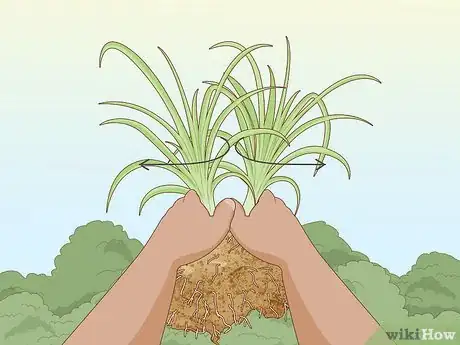 Image titled Prune Daylily Step 9