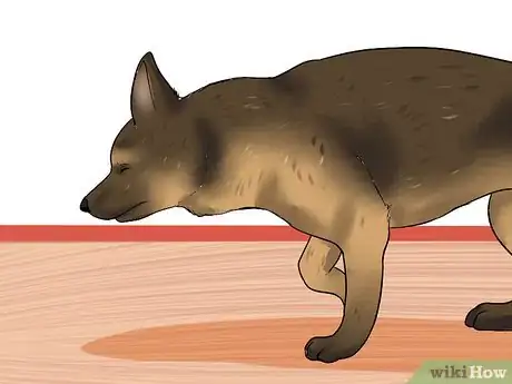Image titled Prevent Arthritis in Dogs Step 9